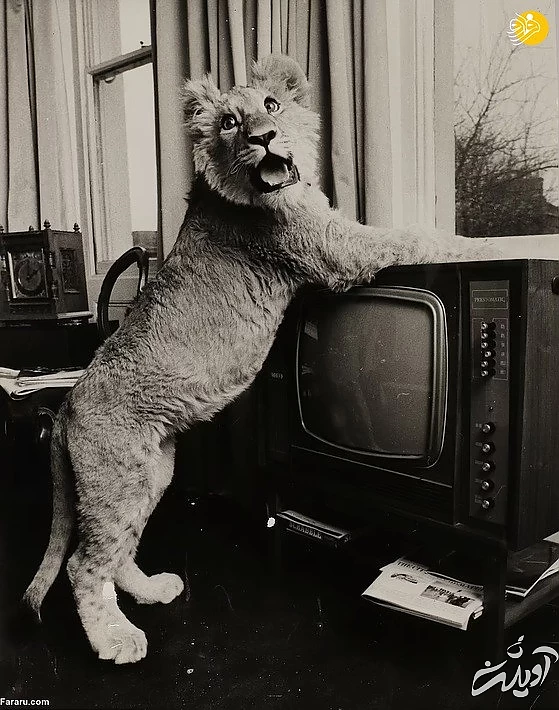 (تصاویر) داستان یک شیر؛ از بنز سواری تا رهایی در حیات وحش کنیا